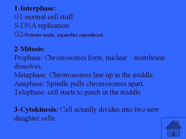 1 -Interphase: G 1 -normal cell stuff S-DNA replication G 2 -Proteins made, organelles