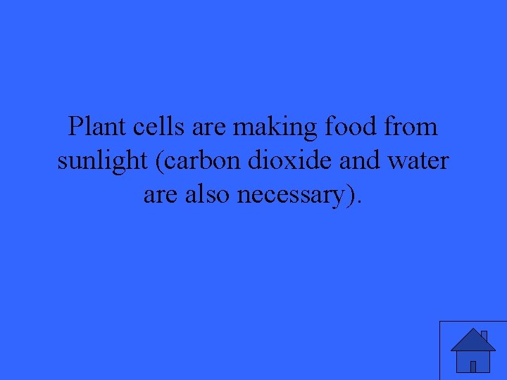 Plant cells are making food from sunlight (carbon dioxide and water are also necessary).