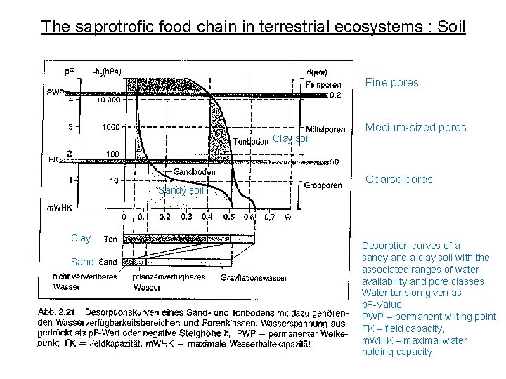 The saprotrofic food chain in terrestrial ecosystems : Soil Fine pores Clay soil Sandy