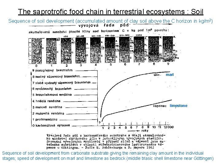 The saprotrofic food chain in terrestrial ecosystems : Soil Sequence of soil development (accumulated