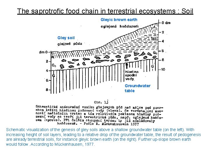 The saprotrofic food chain in terrestrial ecosystems : Soil Gleyic brown earth Gley soil