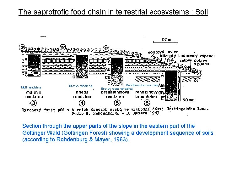 The saprotrofic food chain in terrestrial ecosystems : Soil Mull rendzina Brown rendzina Rendzinic