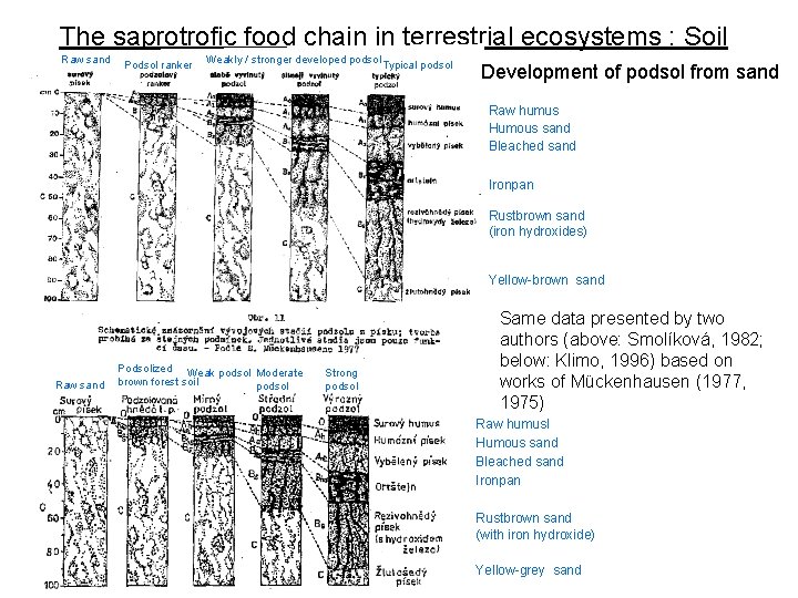The saprotrofic food chain in terrestrial ecosystems : Soil Raw sand Podsol ranker Weakly