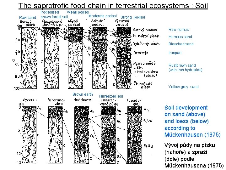 The saprotrofic food chain in terrestrial ecosystems : Soil Raw sand Podsolized Weak podsol