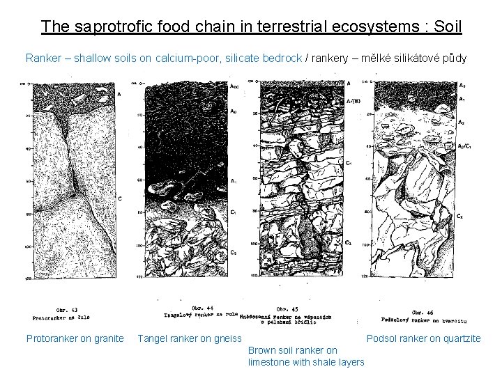 The saprotrofic food chain in terrestrial ecosystems : Soil Ranker – shallow soils on