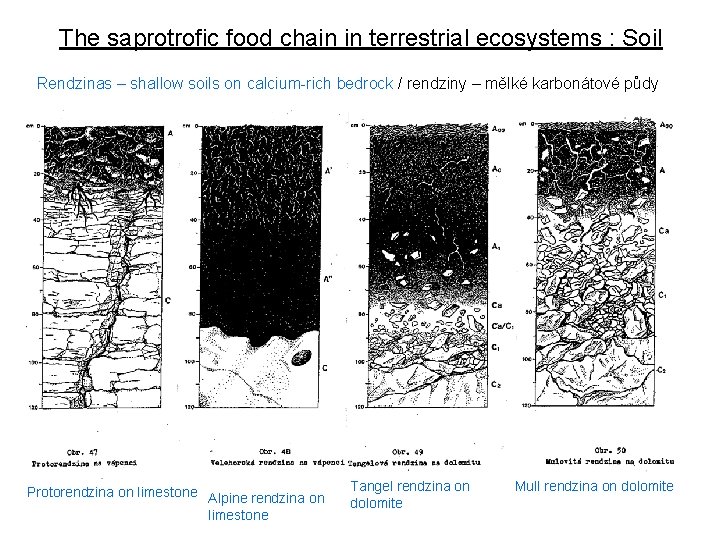 The saprotrofic food chain in terrestrial ecosystems : Soil Rendzinas – shallow soils on