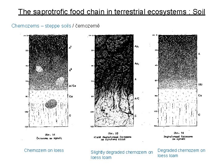 The saprotrofic food chain in terrestrial ecosystems : Soil Chernozems – steppe soils /