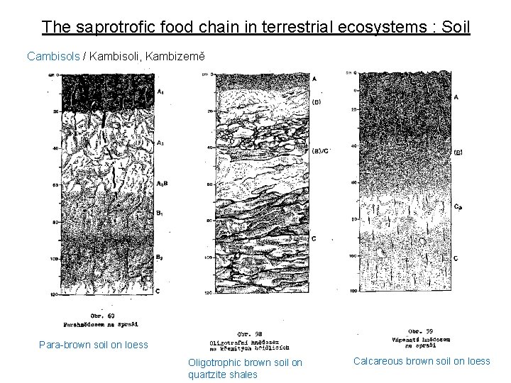 The saprotrofic food chain in terrestrial ecosystems : Soil Cambisols / Kambisoli, Kambizemě Para-brown