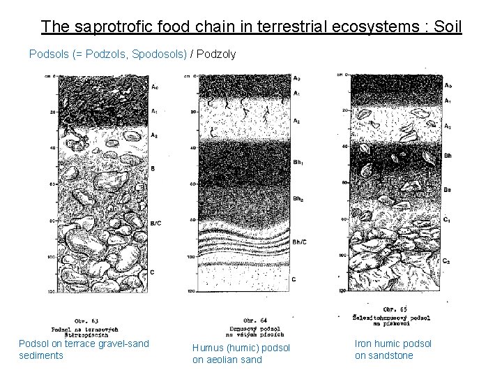 The saprotrofic food chain in terrestrial ecosystems : Soil Podsols (= Podzols, Spodosols) /