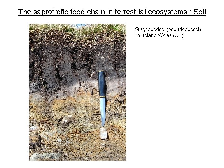 The saprotrofic food chain in terrestrial ecosystems : Soil Stagnopodsol (pseudopodsol) in upland Wales
