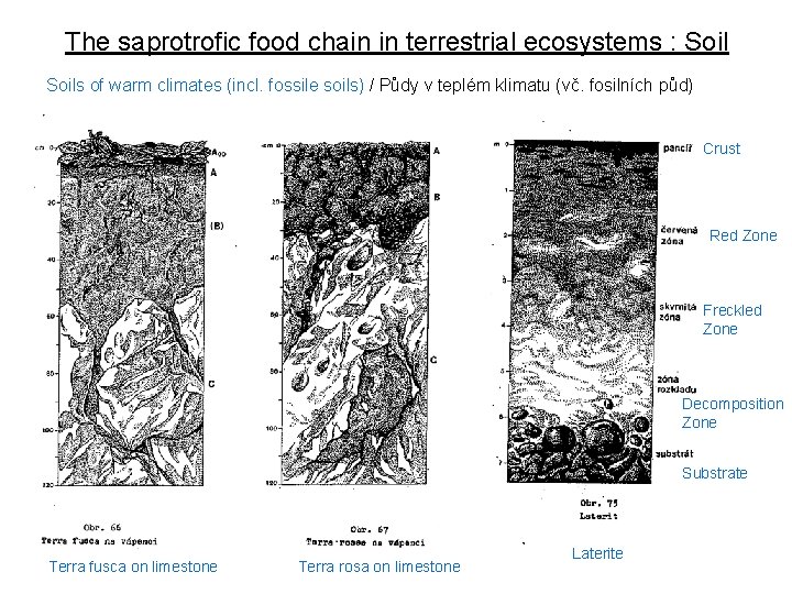 The saprotrofic food chain in terrestrial ecosystems : Soils of warm climates (incl. fossile