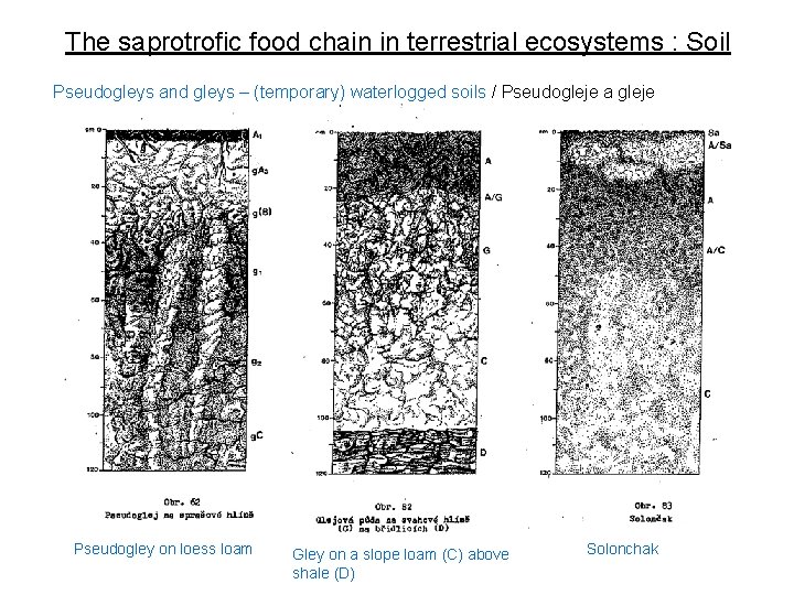 The saprotrofic food chain in terrestrial ecosystems : Soil Pseudogleys and gleys – (temporary)
