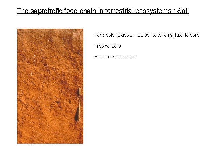 The saprotrofic food chain in terrestrial ecosystems : Soil Ferralsols (Oxisols – US soil
