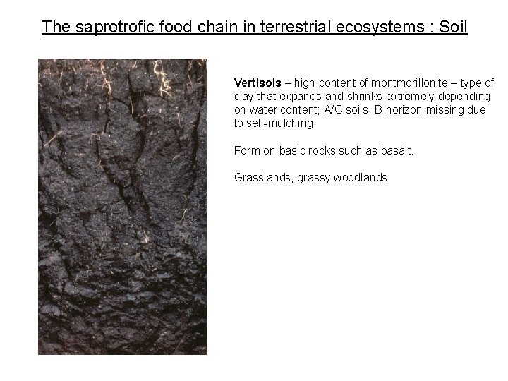 The saprotrofic food chain in terrestrial ecosystems : Soil Vertisols – high content of