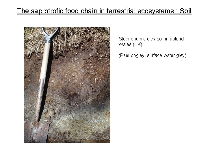 The saprotrofic food chain in terrestrial ecosystems : Soil Stagnohumic gley soil in upland