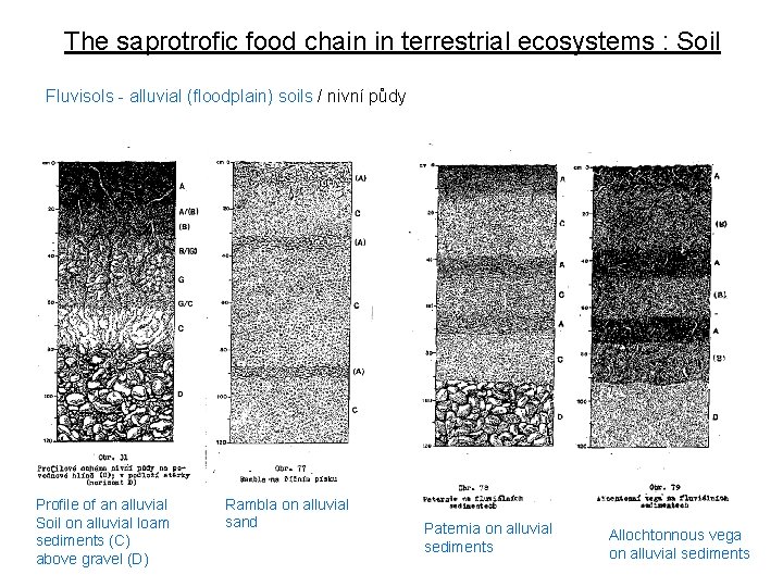 The saprotrofic food chain in terrestrial ecosystems : Soil Fluvisols - alluvial (floodplain) soils