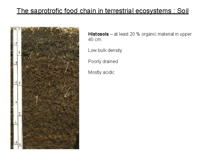 The saprotrofic food chain in terrestrial ecosystems : Soil Histosols – at least 20