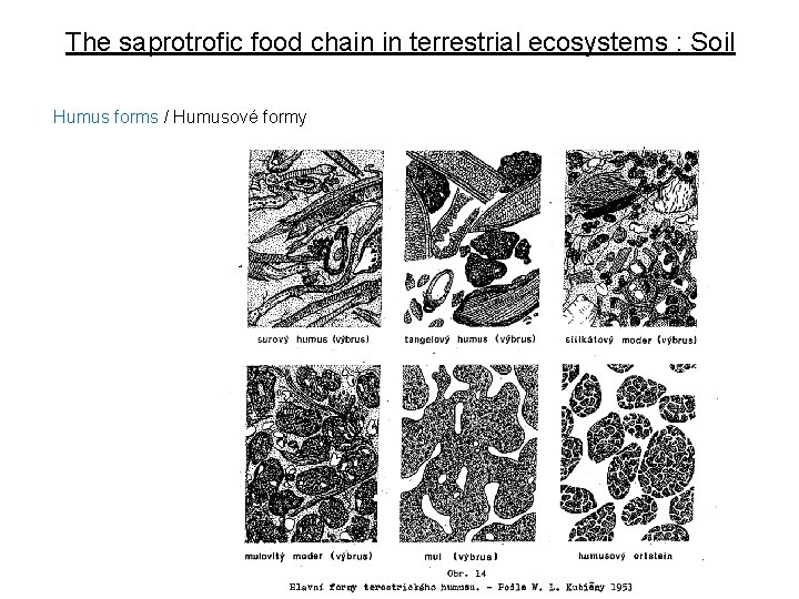 The saprotrofic food chain in terrestrial ecosystems : Soil Humus forms / Humusové formy