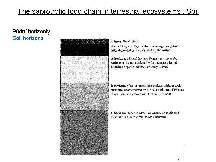 The saprotrofic food chain in terrestrial ecosystems : Soil Půdní horizonty Soil horizons 