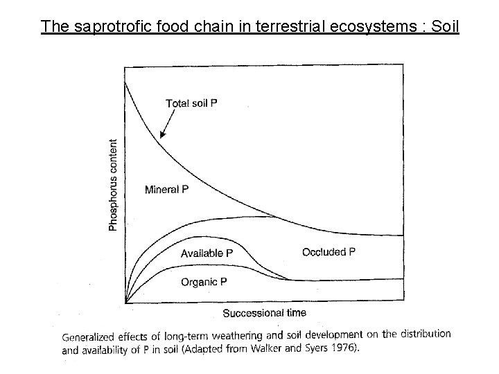 The saprotrofic food chain in terrestrial ecosystems : Soil 