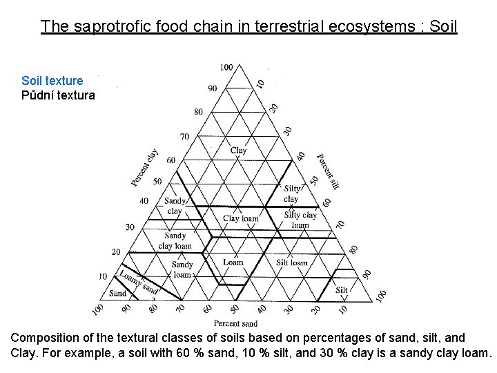 The saprotrofic food chain in terrestrial ecosystems : Soil texture Půdní textura Composition of
