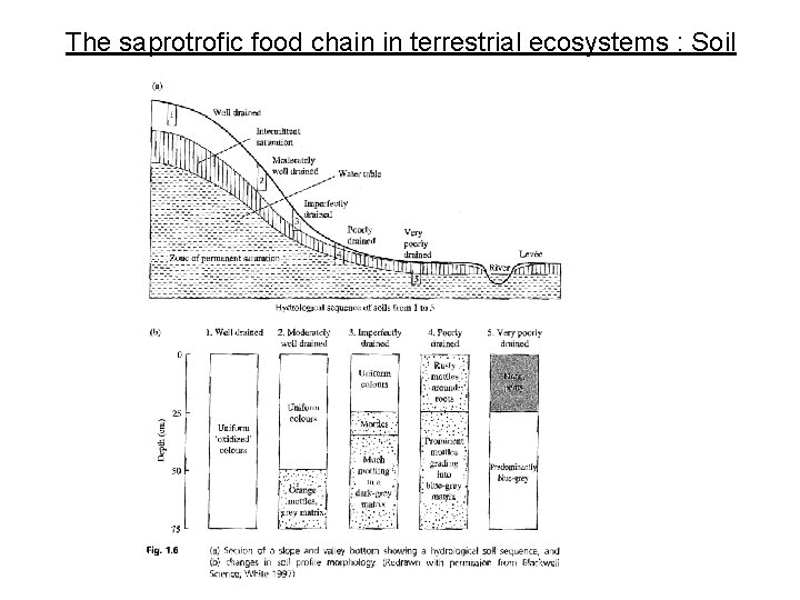 The saprotrofic food chain in terrestrial ecosystems : Soil 