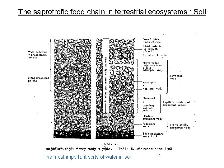 The saprotrofic food chain in terrestrial ecosystems : Soil The most important sorts of
