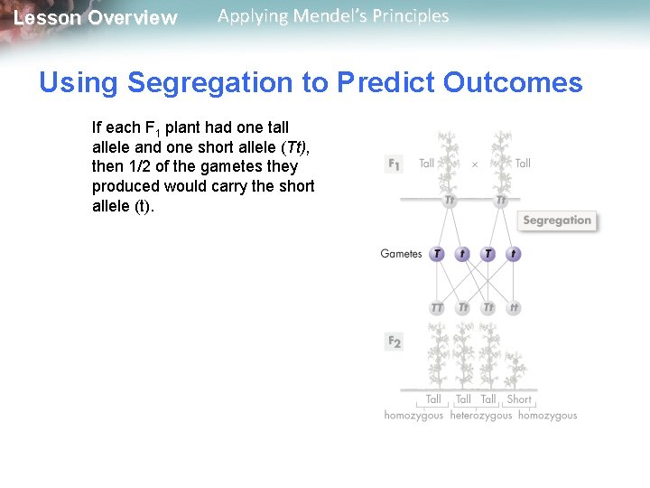 Lesson Overview Applying Mendel’s Principles Using Segregation to Predict Outcomes If each F 1