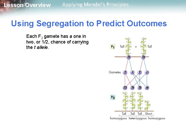 Lesson Overview Applying Mendel’s Principles Using Segregation to Predict Outcomes Each F 2 gamete