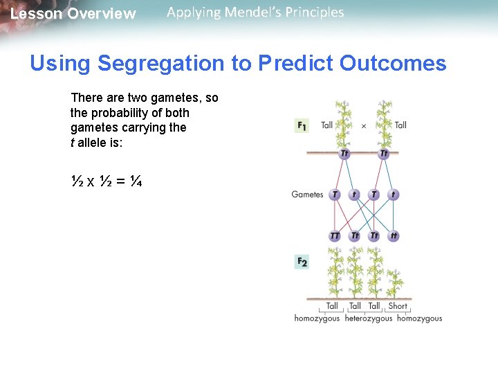 Lesson Overview Applying Mendel’s Principles Using Segregation to Predict Outcomes There are two gametes,