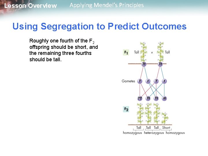 Lesson Overview Applying Mendel’s Principles Using Segregation to Predict Outcomes Roughly one fourth of