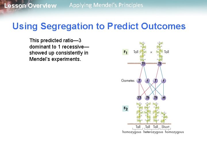 Lesson Overview Applying Mendel’s Principles Using Segregation to Predict Outcomes This predicted ratio— 3