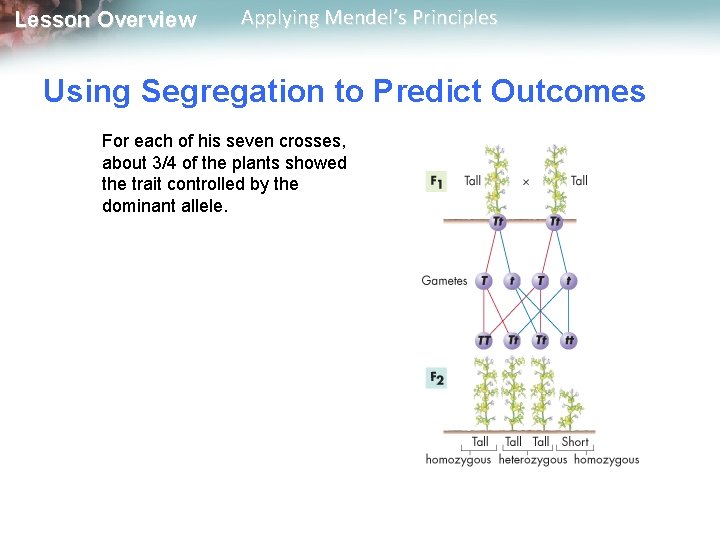 Lesson Overview Applying Mendel’s Principles Using Segregation to Predict Outcomes For each of his