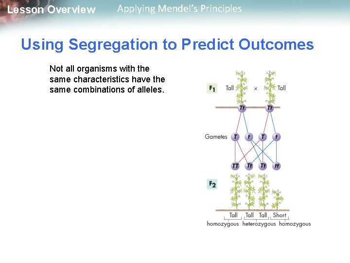 Lesson Overview Applying Mendel’s Principles Using Segregation to Predict Outcomes Not all organisms with