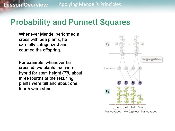 Lesson Overview Applying Mendel’s Principles Probability and Punnett Squares Whenever Mendel performed a cross