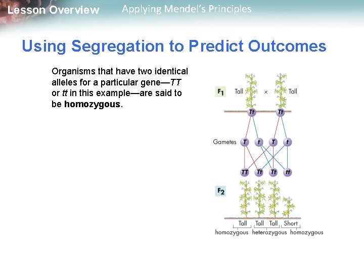 Lesson Overview Applying Mendel’s Principles Using Segregation to Predict Outcomes Organisms that have two