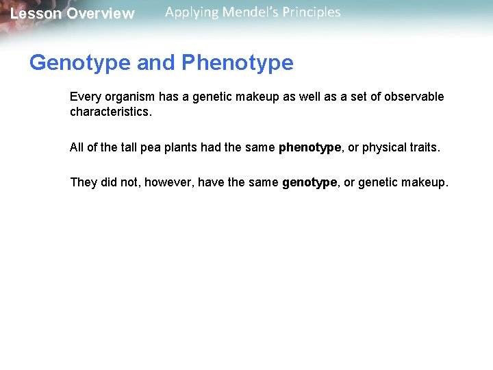 Lesson Overview Applying Mendel’s Principles Genotype and Phenotype Every organism has a genetic makeup