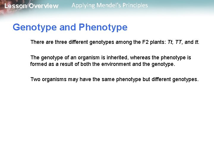 Lesson Overview Applying Mendel’s Principles Genotype and Phenotype There are three different genotypes among