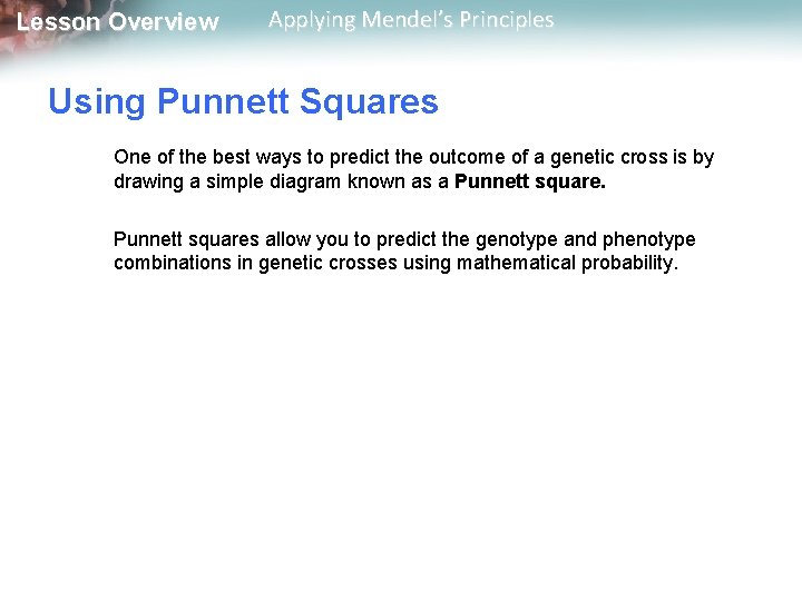 Lesson Overview Applying Mendel’s Principles Using Punnett Squares One of the best ways to