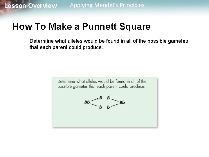 Lesson Overview Applying Mendel’s Principles How To Make a Punnett Square Determine what alleles