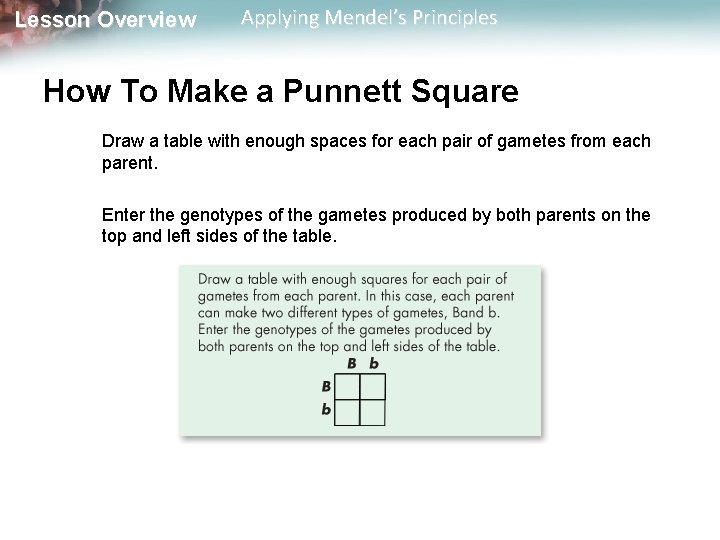 Lesson Overview Applying Mendel’s Principles How To Make a Punnett Square Draw a table