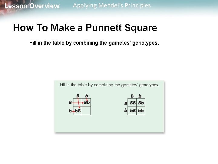 Lesson Overview Applying Mendel’s Principles How To Make a Punnett Square Fill in the