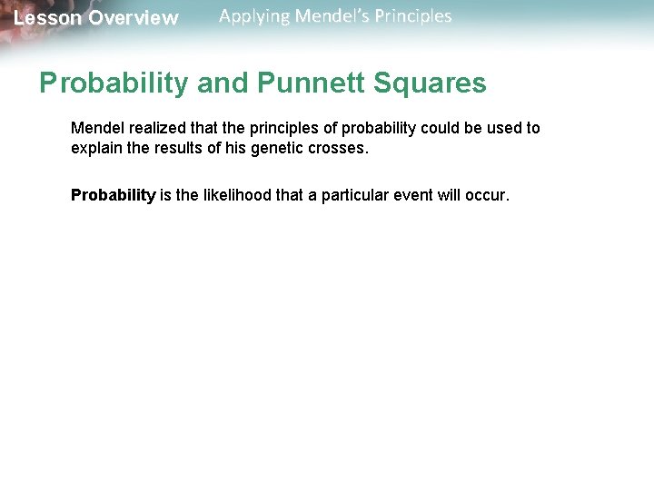 Lesson Overview Applying Mendel’s Principles Probability and Punnett Squares Mendel realized that the principles