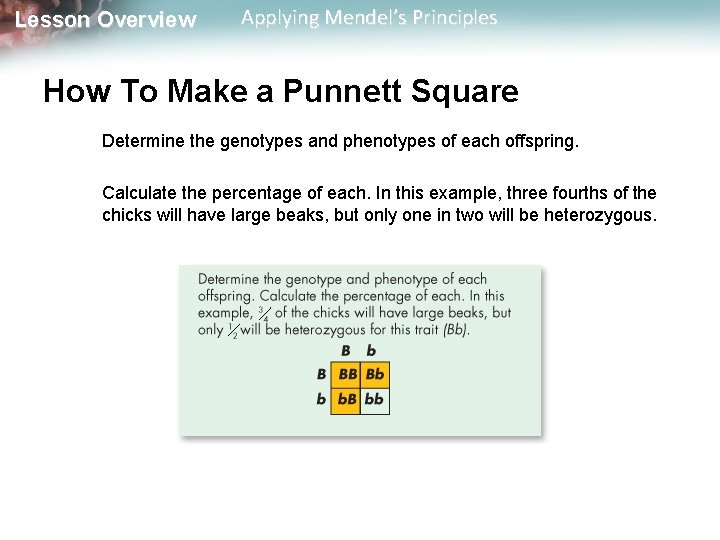 Lesson Overview Applying Mendel’s Principles How To Make a Punnett Square Determine the genotypes