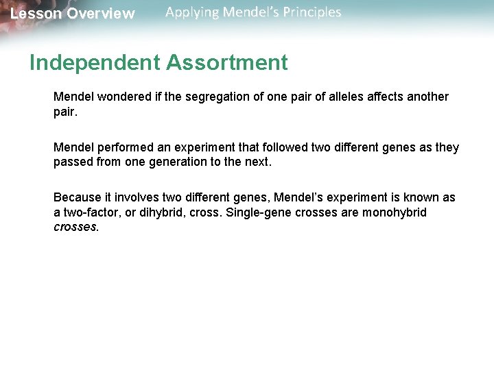 Lesson Overview Applying Mendel’s Principles Independent Assortment Mendel wondered if the segregation of one