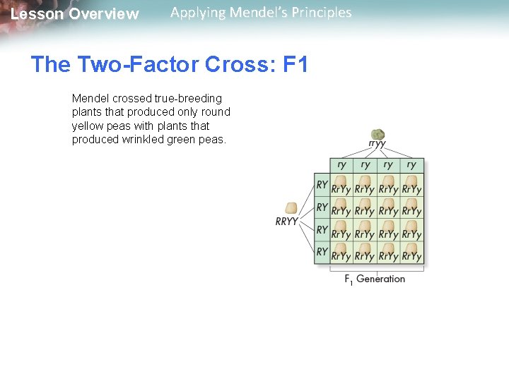 Lesson Overview Applying Mendel’s Principles The Two-Factor Cross: F 1 Mendel crossed true-breeding plants