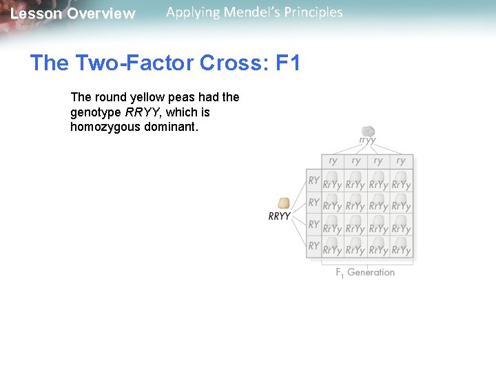 Lesson Overview Applying Mendel’s Principles The Two-Factor Cross: F 1 The round yellow peas
