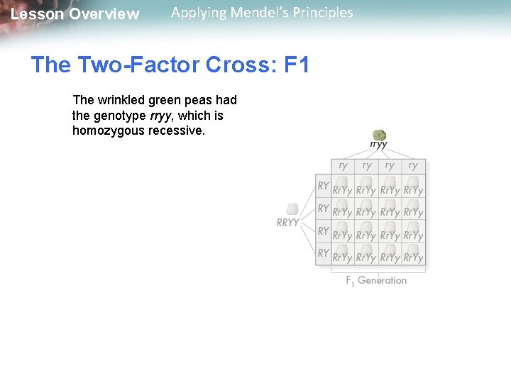 Lesson Overview Applying Mendel’s Principles The Two-Factor Cross: F 1 The wrinkled green peas