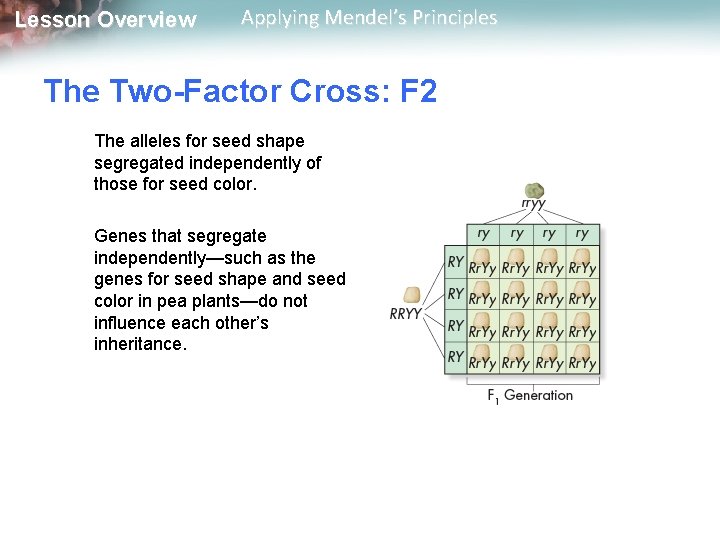 Lesson Overview Applying Mendel’s Principles The Two-Factor Cross: F 2 The alleles for seed