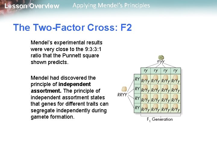 Lesson Overview Applying Mendel’s Principles The Two-Factor Cross: F 2 Mendel’s experimental results were